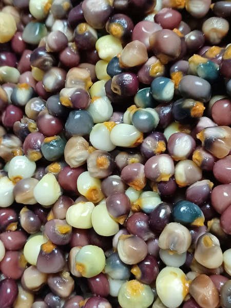 Nixmalized Hopi Corn