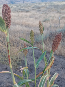 Gaolian Voskovidnyj Sorghum / 2024