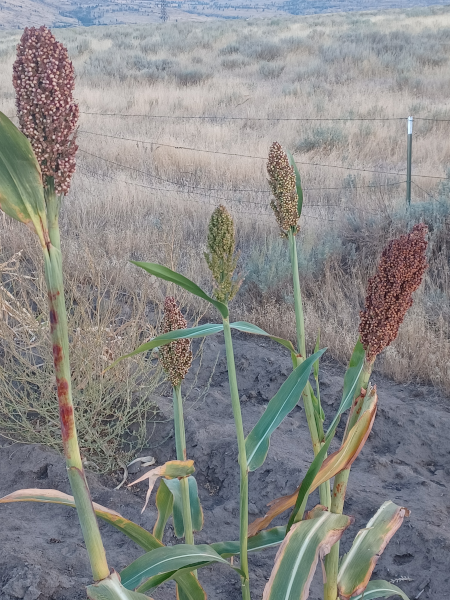 Gaolian Voskovidnyj Sorghum / 2024