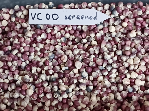 VCOO Pink Corn - Screened